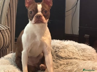 Boston Terrier dogs - Advert 1