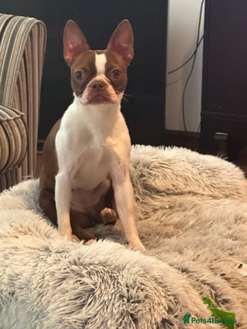 Boston Terrier dogs - Advert 2
