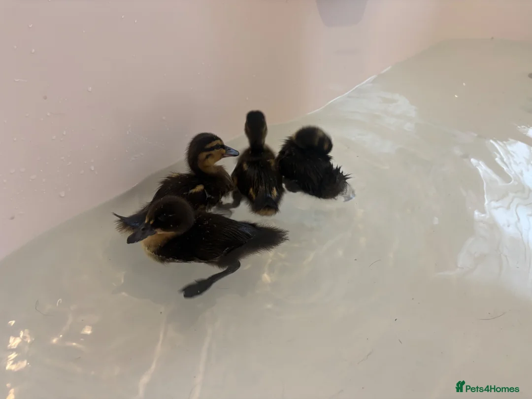 Ducks poultry for sale: Pure mallards  in Aberdare - Advert 2