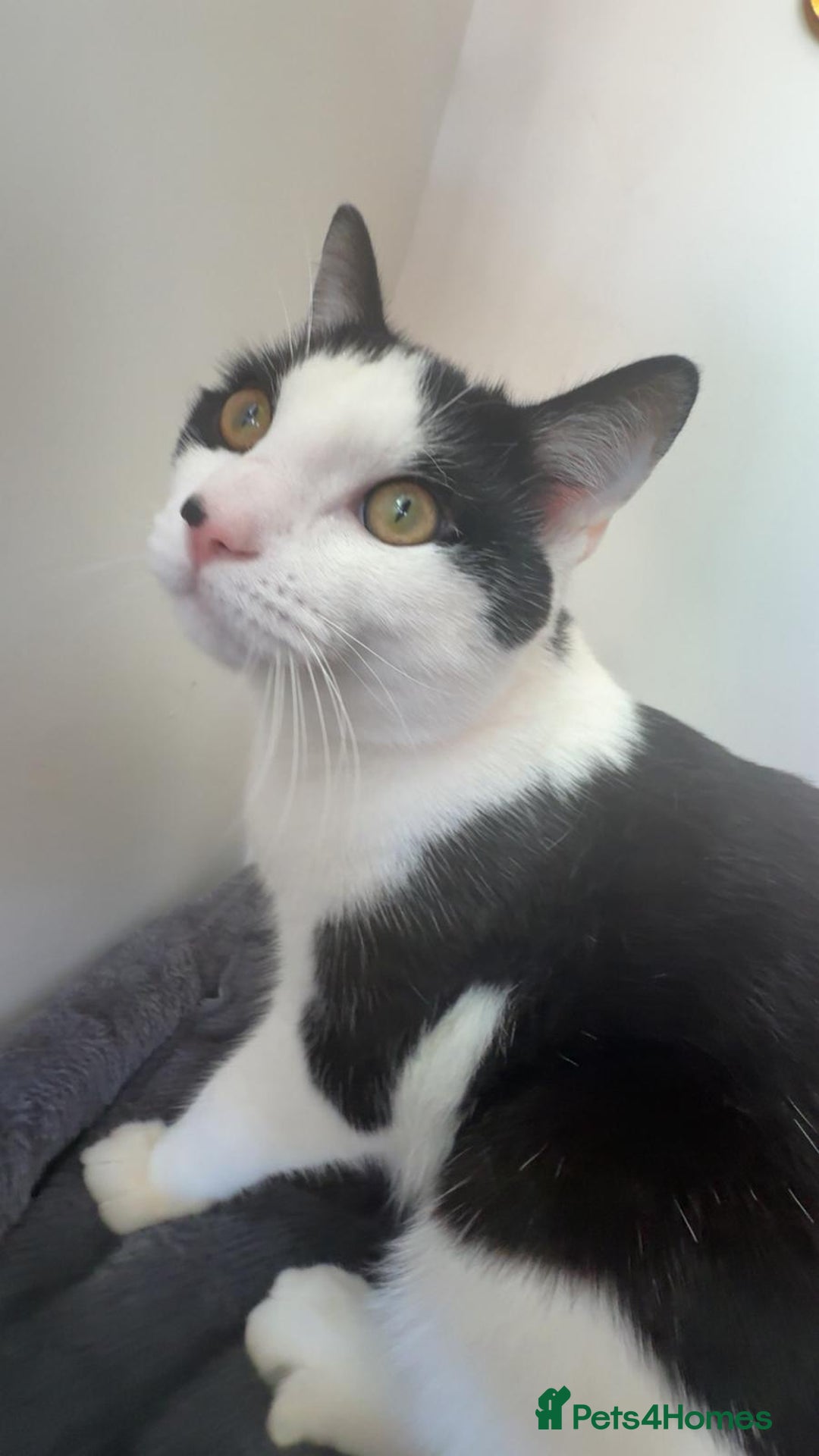 Mixed Breed cats for sale: Sonbul - Image 3