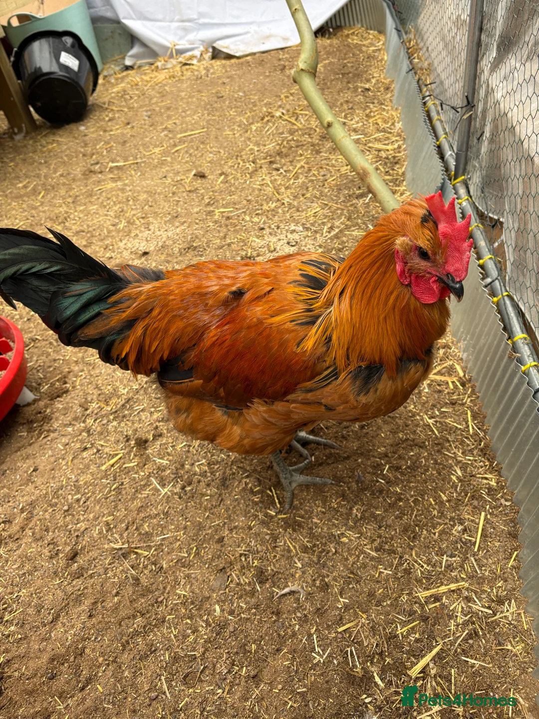 Chickens poultry for sale: friendly rooster  - Advert 2