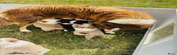Border Collie dogs for sale: Our Bred Border Collie Puppies For Sale - Advert 3