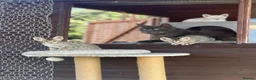 Savannah cats for sale: F5 SBT SNOW & BST SAVANNAHS KITTENS - Advert 16
