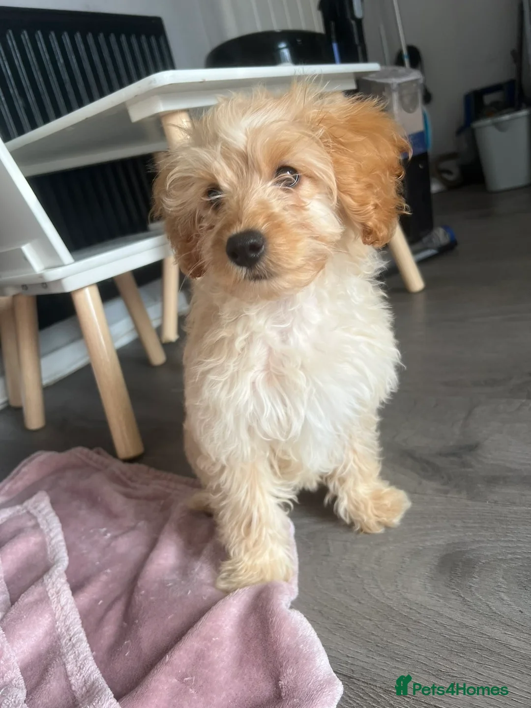 Cockapoo dogs for sale: Myla, cockapoo 5 months old  - Advert 1