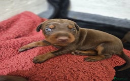 Dobermann dogs for sale: Elite Class World Champion Pedigree Pups KC'D - Image 33