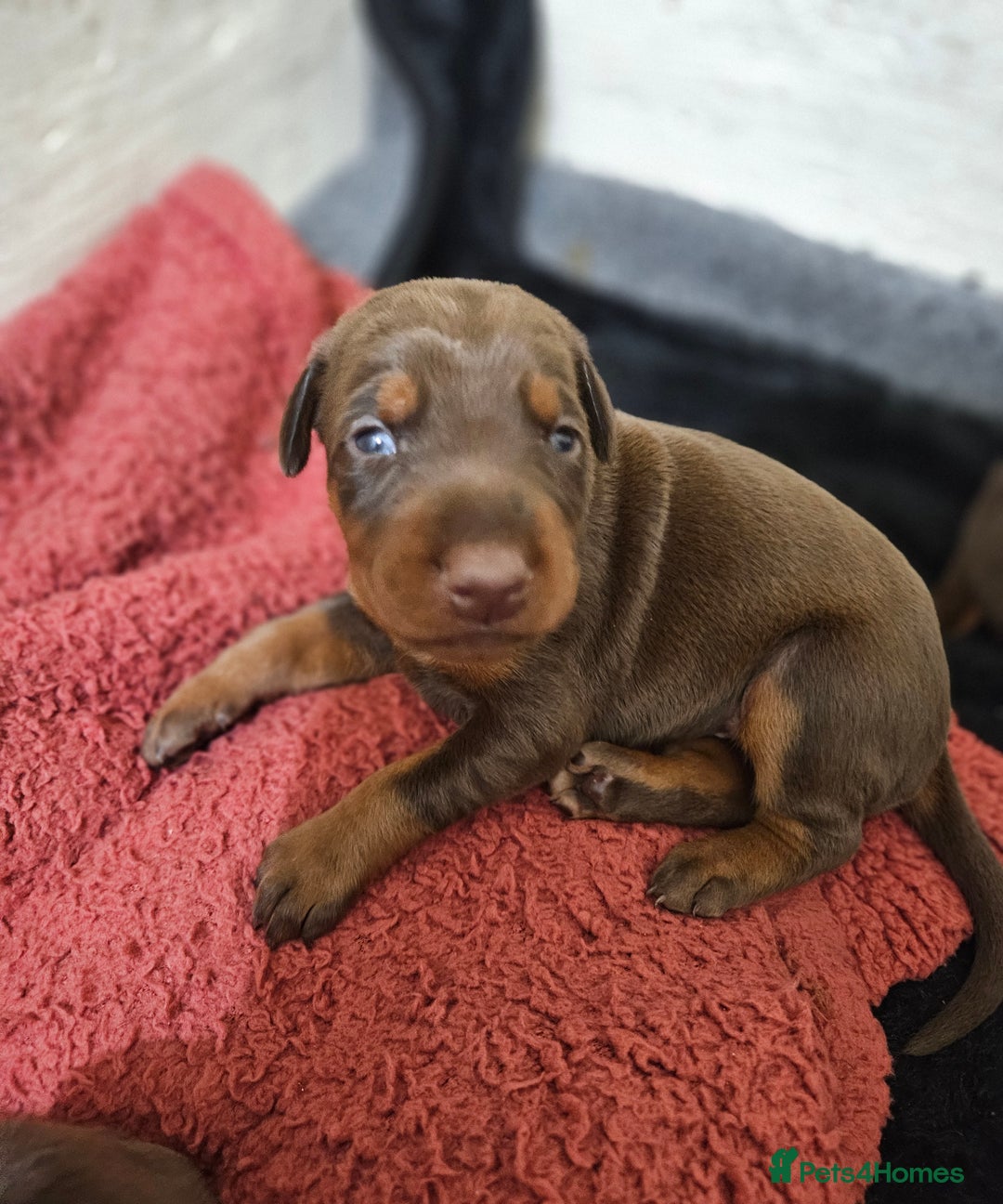 Dobermann dogs for sale: Elite Class World Champion Pedigree Pups KC'D - Image 33