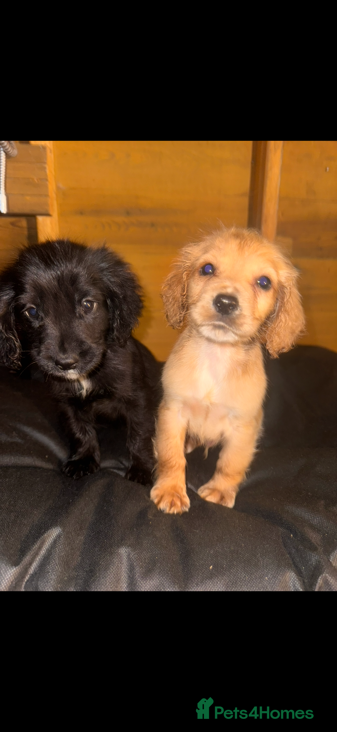 Cockapoo dogs for sale: COCKAPOO PUPPIES  - Advert 19