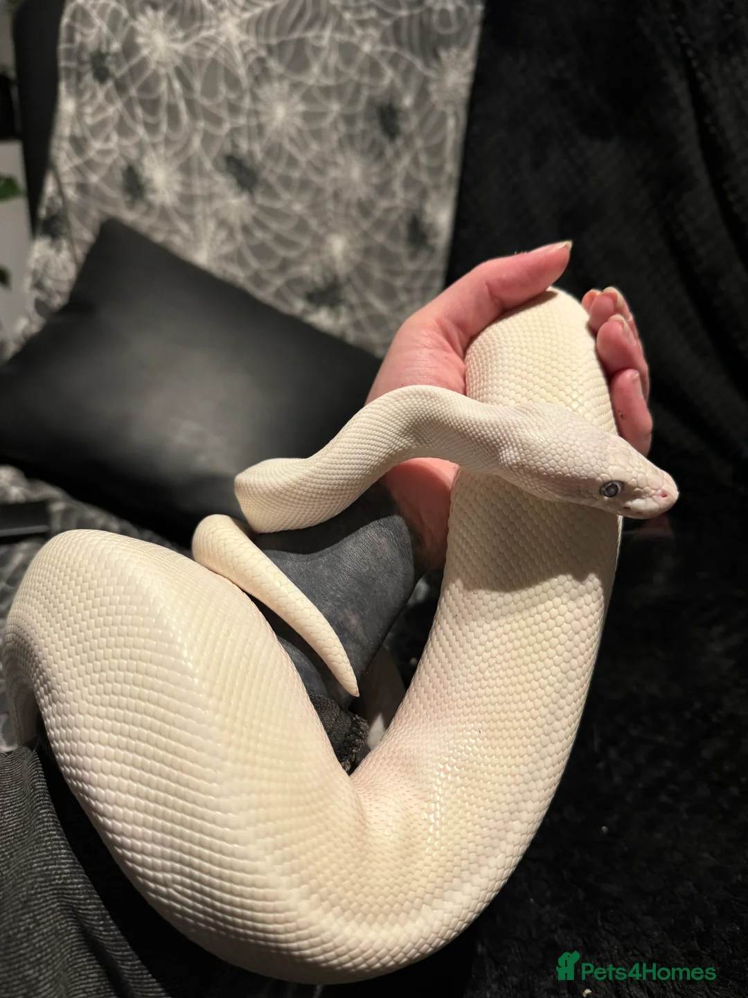 Python Snake reptiles for sale: Blue Eyed Leucitic Royal/Ball Python With Set Up - Advert 2