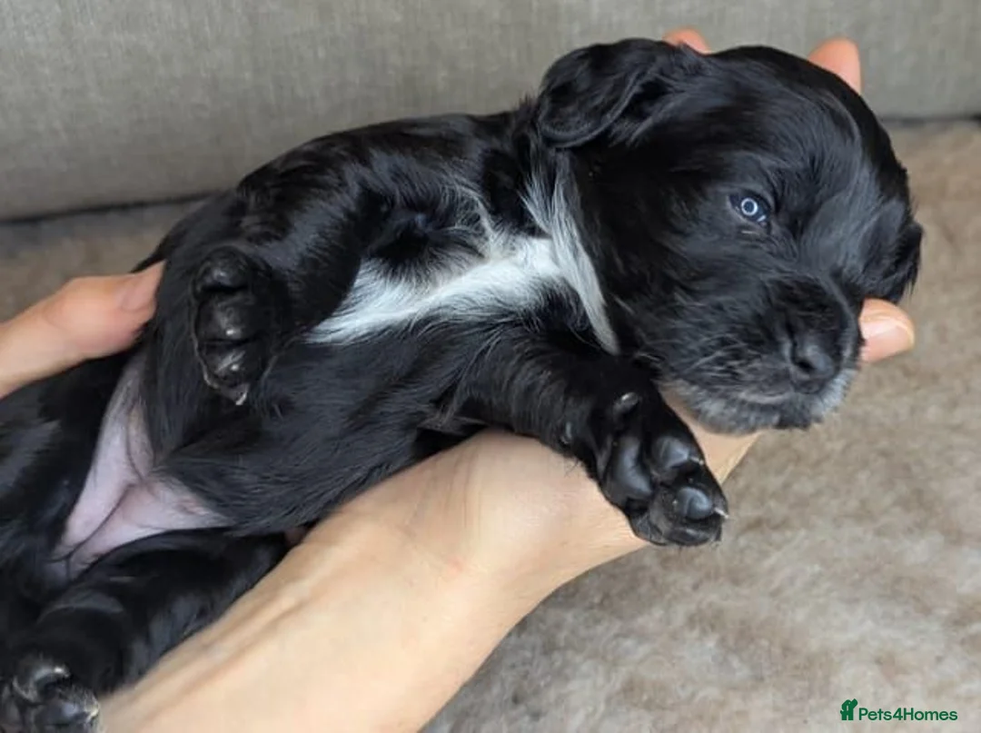 Cockapoo dogs for sale: Adorable Cockapoo  - Black,white & Tan in Hinckley - Advert 2
