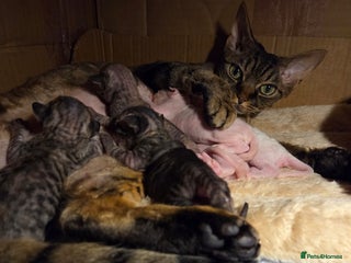 Devon Rex cats ✨ Beautiful Devon Rex Kittens – GCCF Registered ✨ - Advert 1