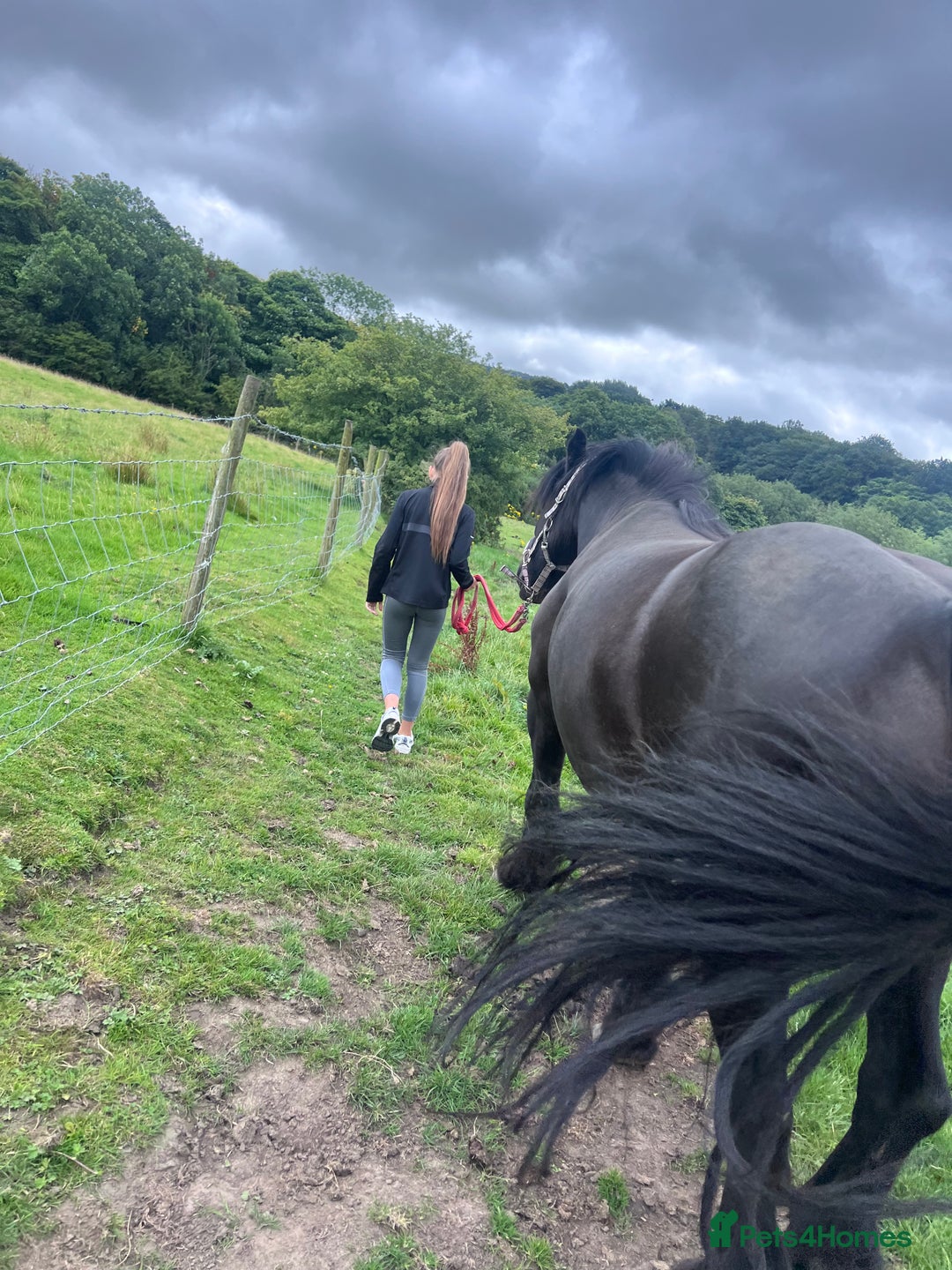 Fell horses for sale: Cob x Fell mare 10yrs old  - Advert 2