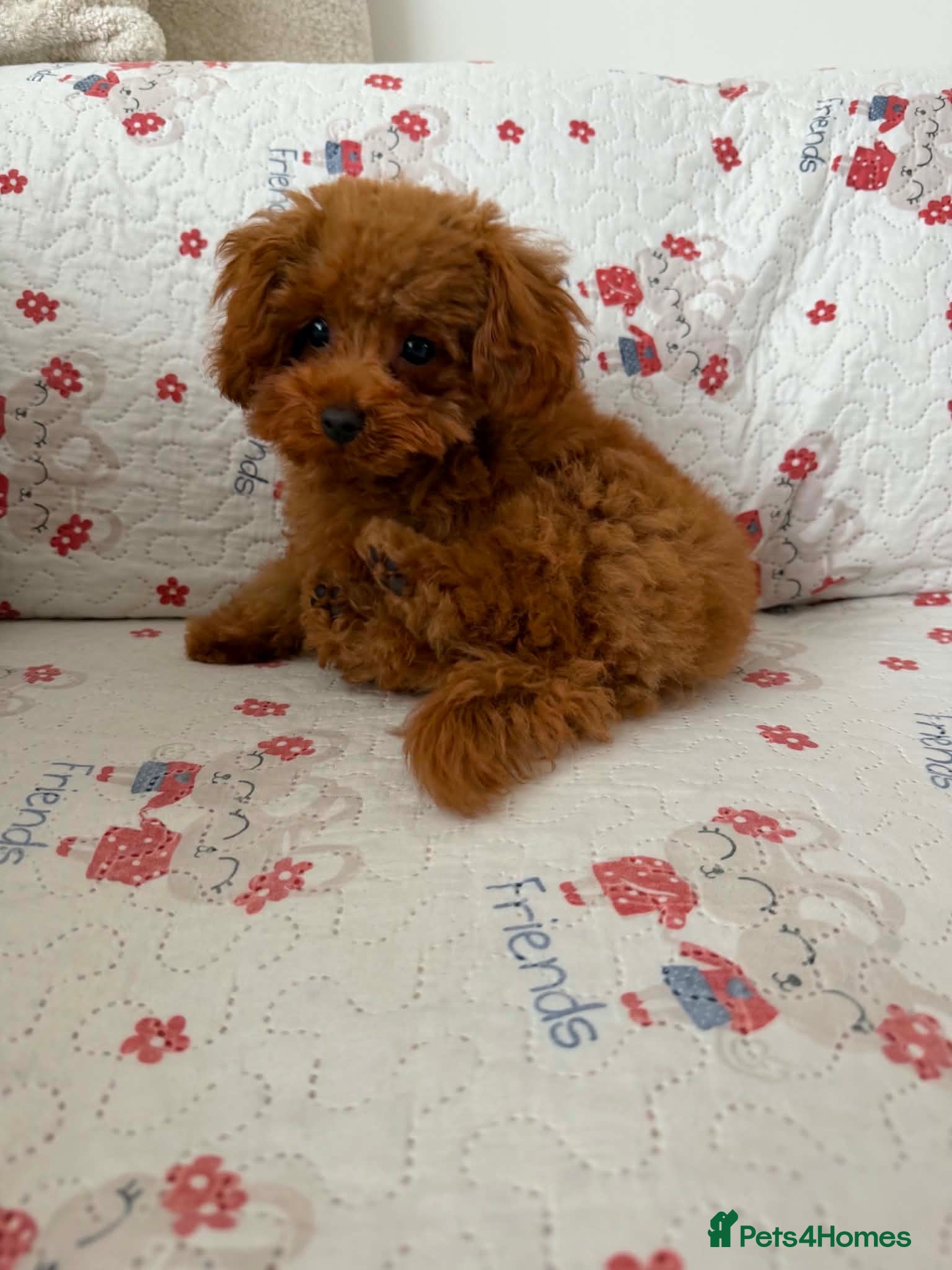 Toy Poodle dogs 🐾 Adorable Tiny Boy – Ready for His Forever Home - Advert 1