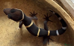 Gecko reptiles for sale: Crested and Chinese Cave Geckos - Image 2