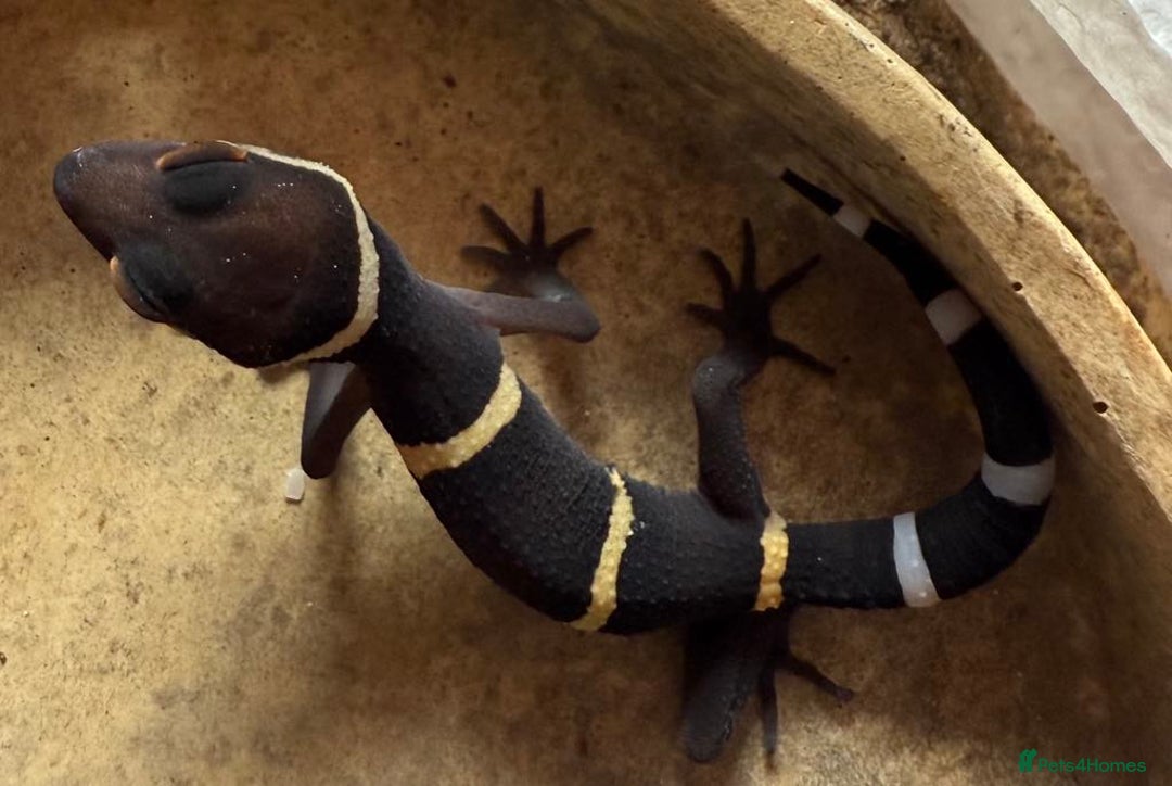 Gecko reptiles for sale: Crested and Chinese Cave Geckos - Image 2