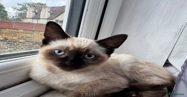 Ragdoll cats - Advert 6