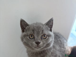 British Shorthair cats LAST ONE BLUE GIRL GCCF British shorthair - Advert 2