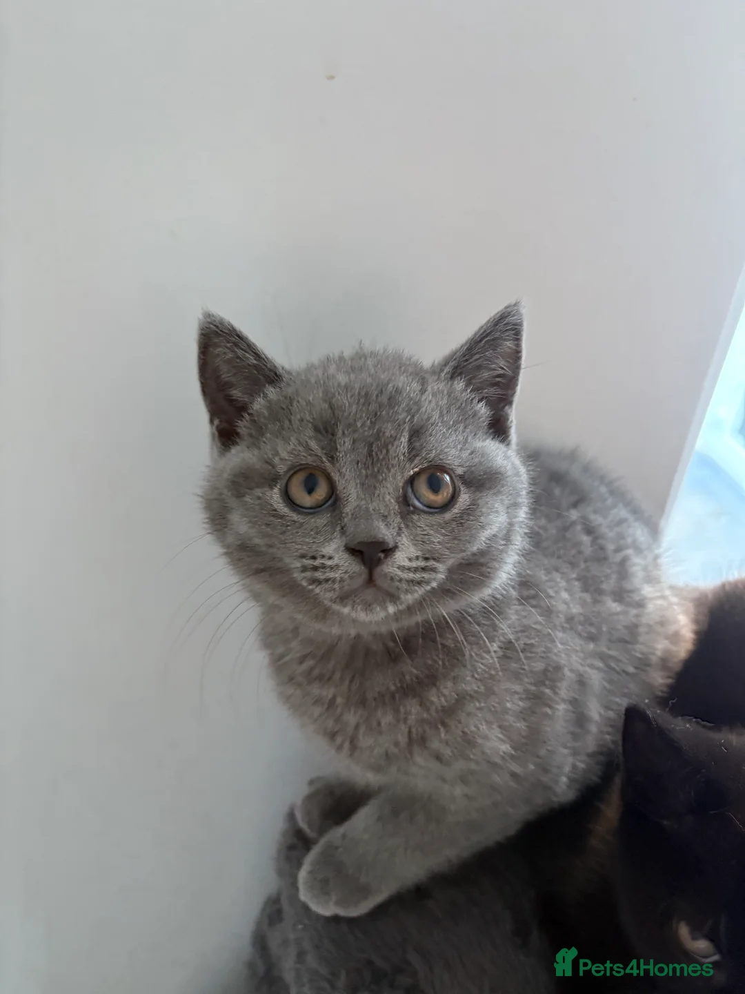 British Shorthair cats for sale: Ready NOW !🫶BLUE FEMALE GIRL GCCF registered 😻  - Advert 7