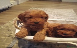 Cockapoo dogs for sale: Cockapoo puppies f1 show) ❤️ fox Red. !!!!!!. - Image 27