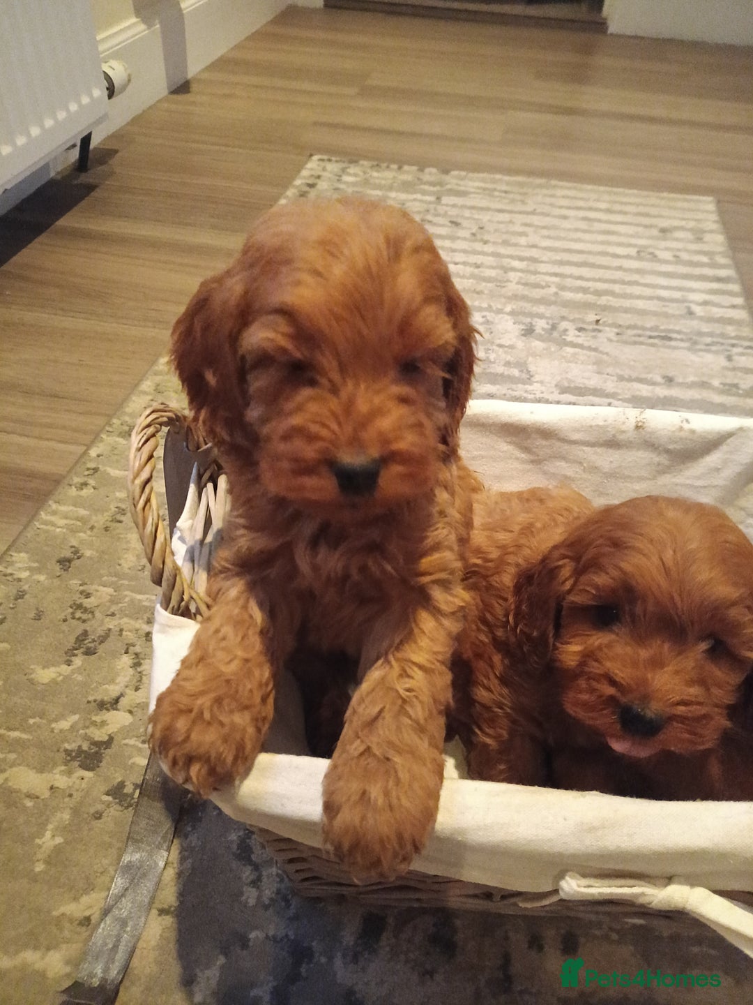 Cockapoo dogs for sale: Cockapoo puppies f1 show) ❤️ fox Red. !!!!!!. - Image 27