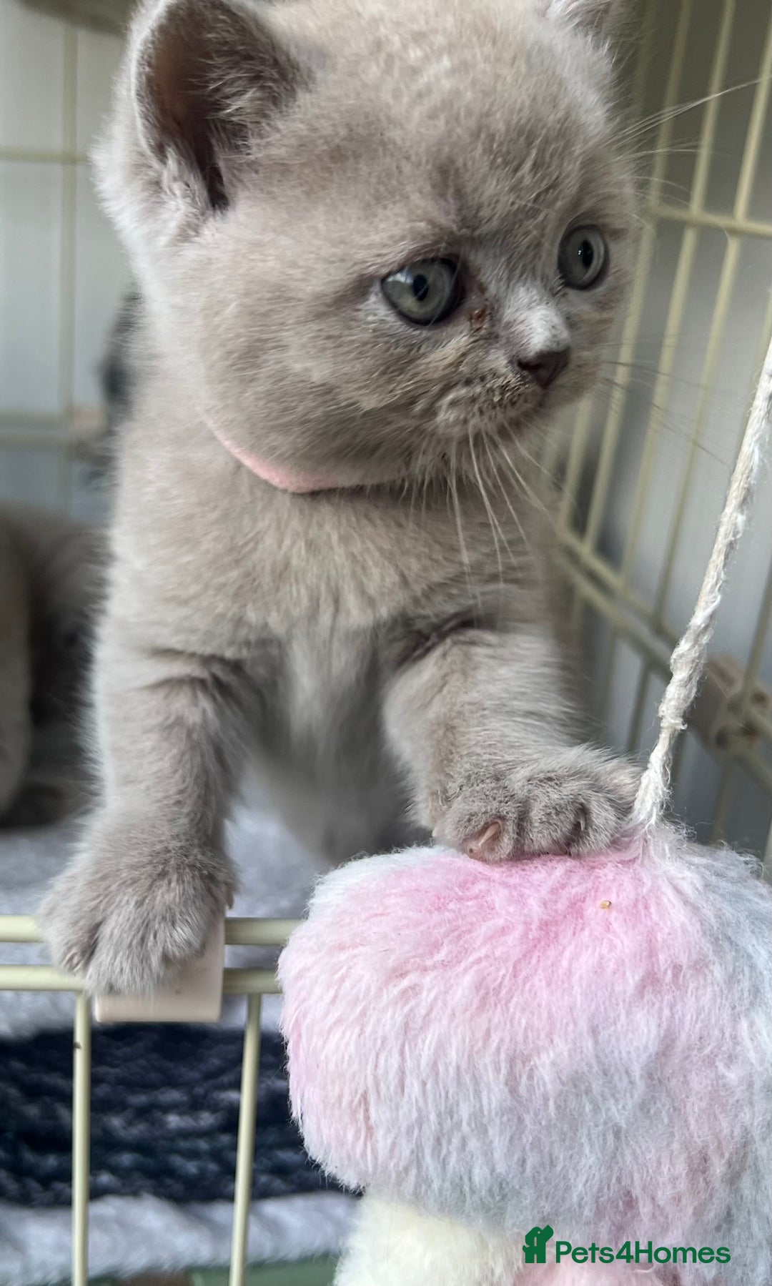 Scottish Fold cats for sale: Beautiful lilac Scottishfold straight ear kittens  - Image 37