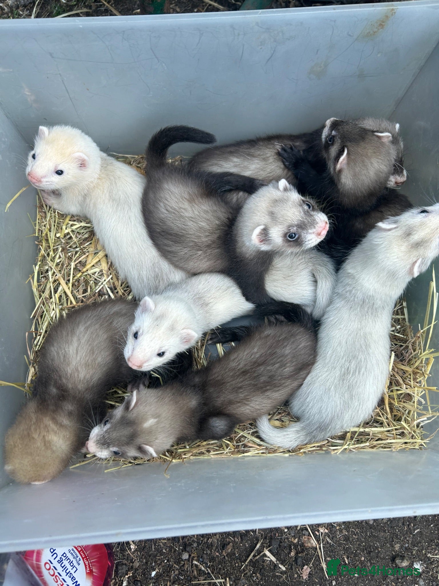 Ferret rodents Ferret kits - Advert 1
