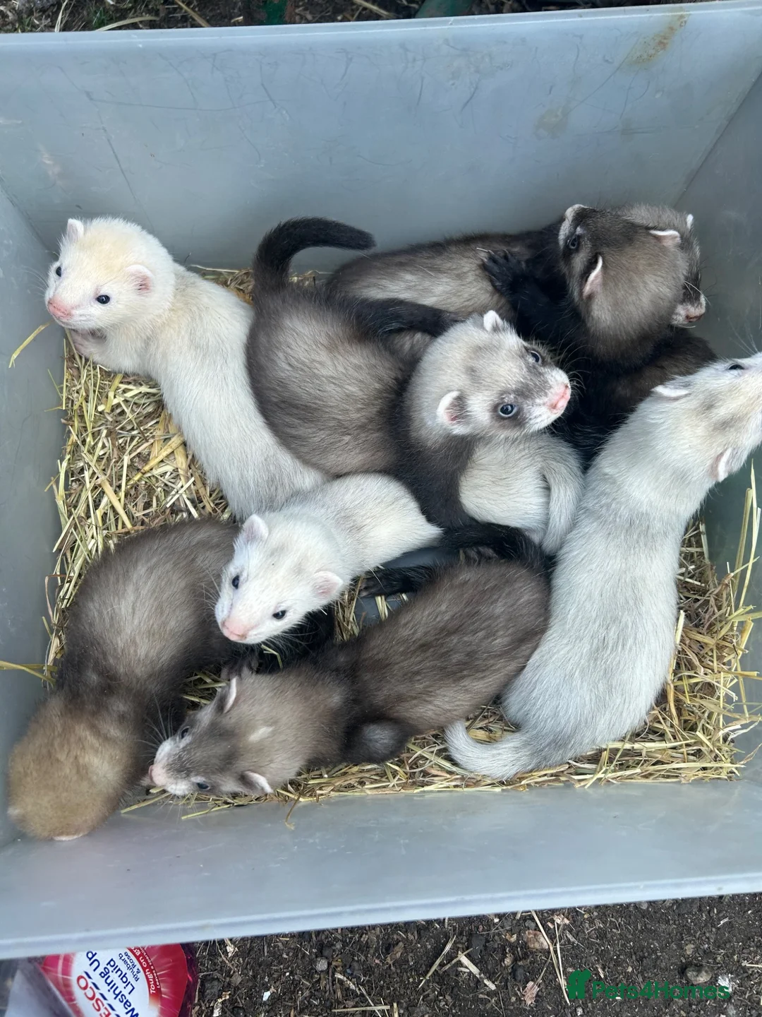 Ferret rodents for sale: Ferret kits - Advert 1