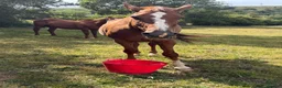 Irish Sports horses for sale: Best of homes are saught ! Companion Gelding  - Advert 4