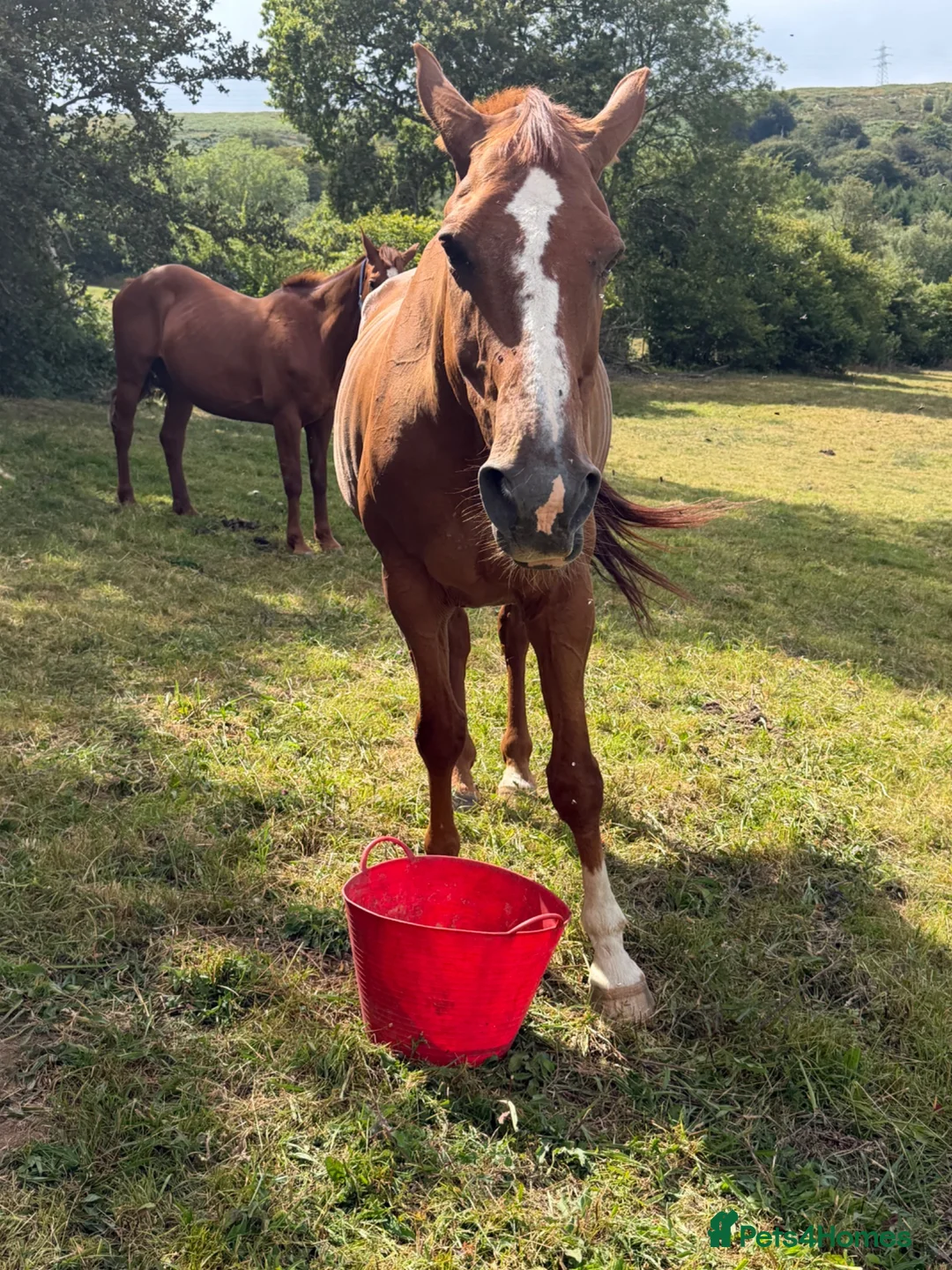 Irish Sports horses for sale: Best of homes are saught ! Companion Gelding  - Advert 4