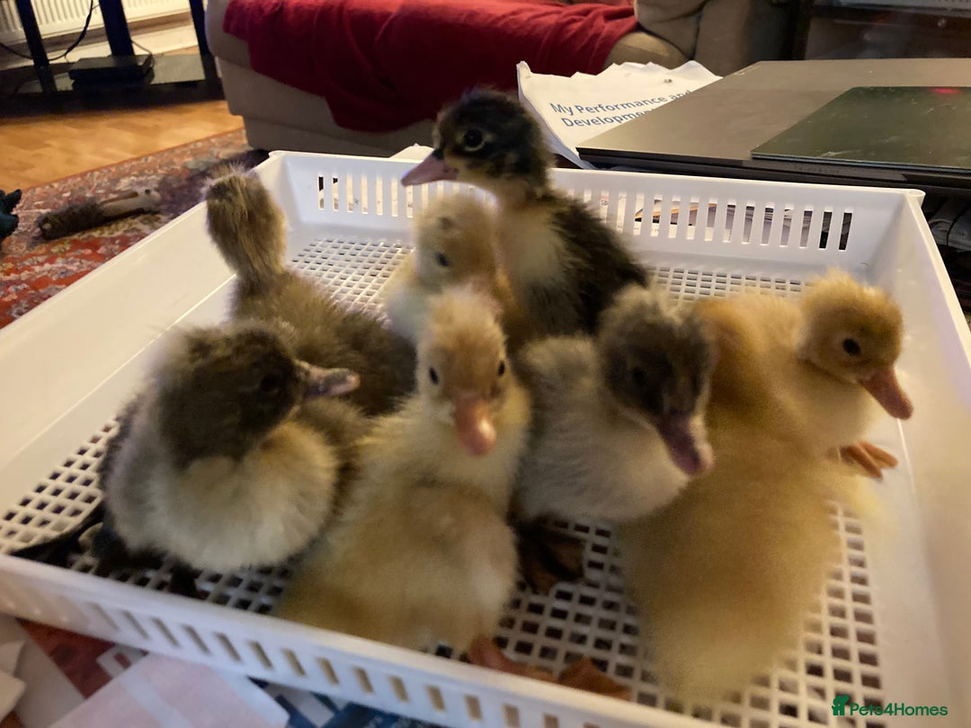 Ducks poultry for sale: Pom Pom Indian Runner Ducklings - Image 6
