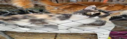 Maine Coon cats for sale: Active Calico female Mainecoon  - Advert 6