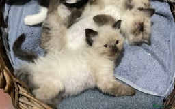 Ragdoll cats for sale: Lovely Kittens - Image 11