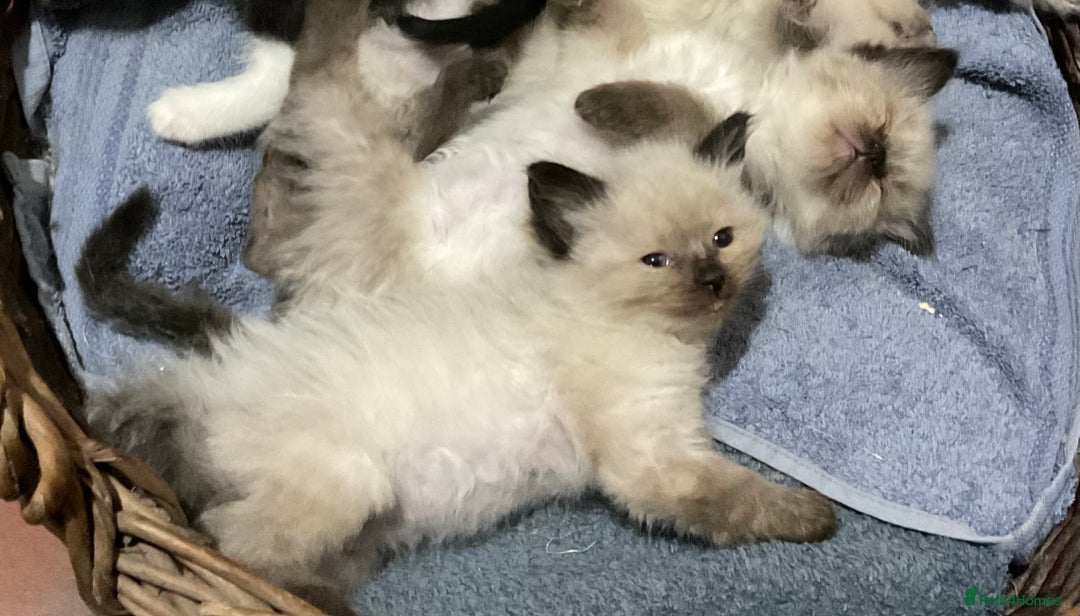 Ragdoll cats for sale: Lovely Kittens - Image 11