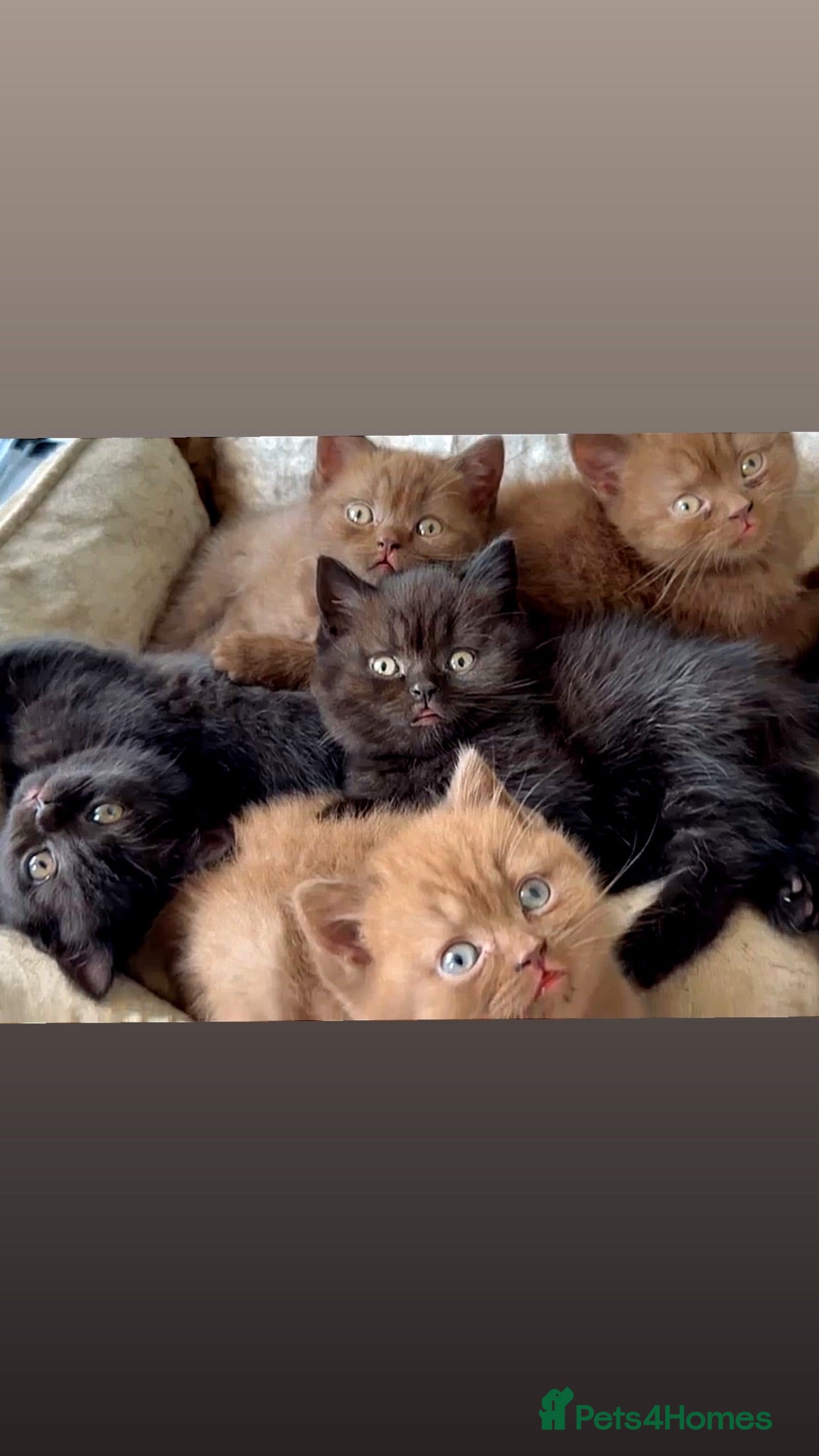 British Shorthair cats GCCF Registered Chocolate BSH kittens  - Advert 2