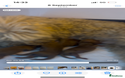 Toy Poodle dogs for sale: Kc registered,  fox red (Tiny) Toy poodles  - Image 19