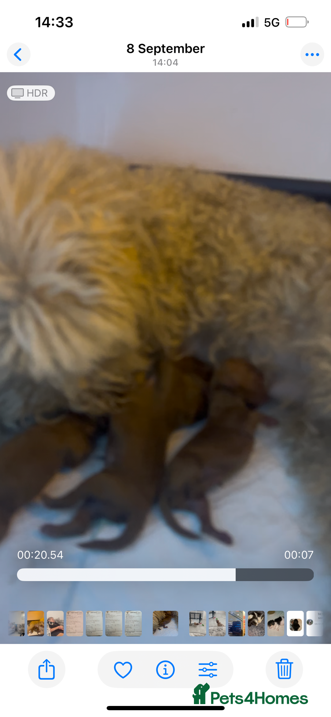 Toy Poodle dogs for sale: Kc registered,  fox red (Tiny) Toy poodles  - Image 19