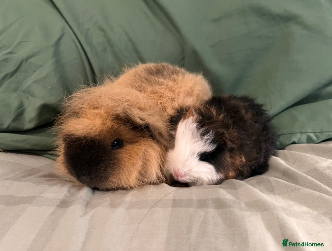 Guinea Pig rodents for sale: Bonded Swiss boar Guinea Pigs - Advert 3