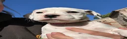 Mixed Breed dogs for sale: 🐾 Stunning Dalmatian × Boxer Puppies 🐾 in Leek - Advert 15