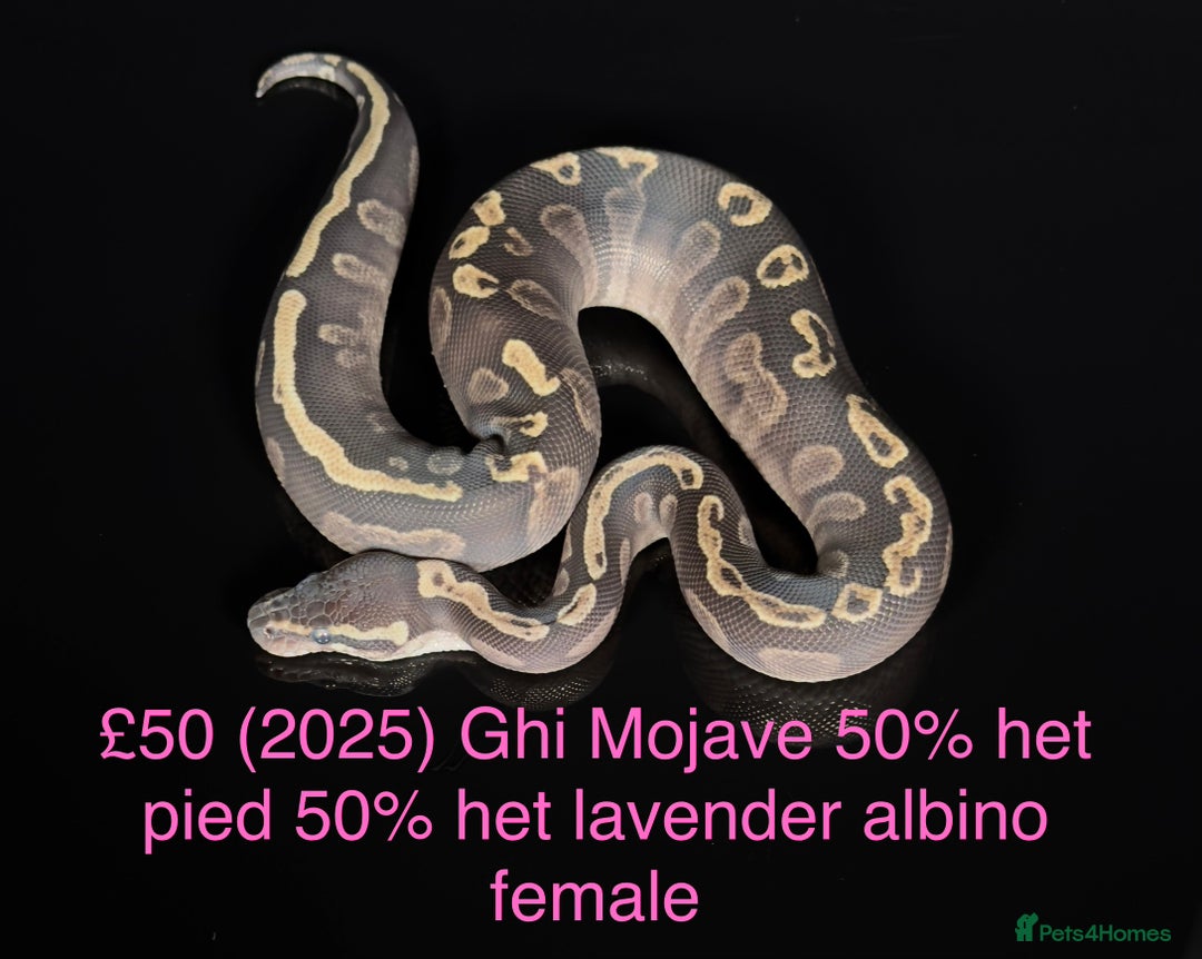 Python Snake reptiles for sale: Various royals for sale. (Reduced)  - Advert 13