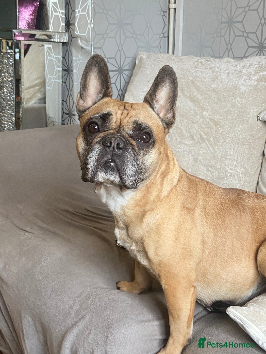Mixed Breed dogs for sale: Dachshund cross Frenchbull dog (frenchbullwiner)p - Image 23