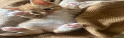 Mixed Breed cats for sale: 2 boys + girl - Advert 8