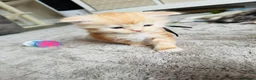 Maine Coon cats for sale: Stunning Maine coon kittens 4 available - Advert 21