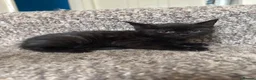 Mixed Breed cats for sale: 3 cats and 3kittens - Advert 9