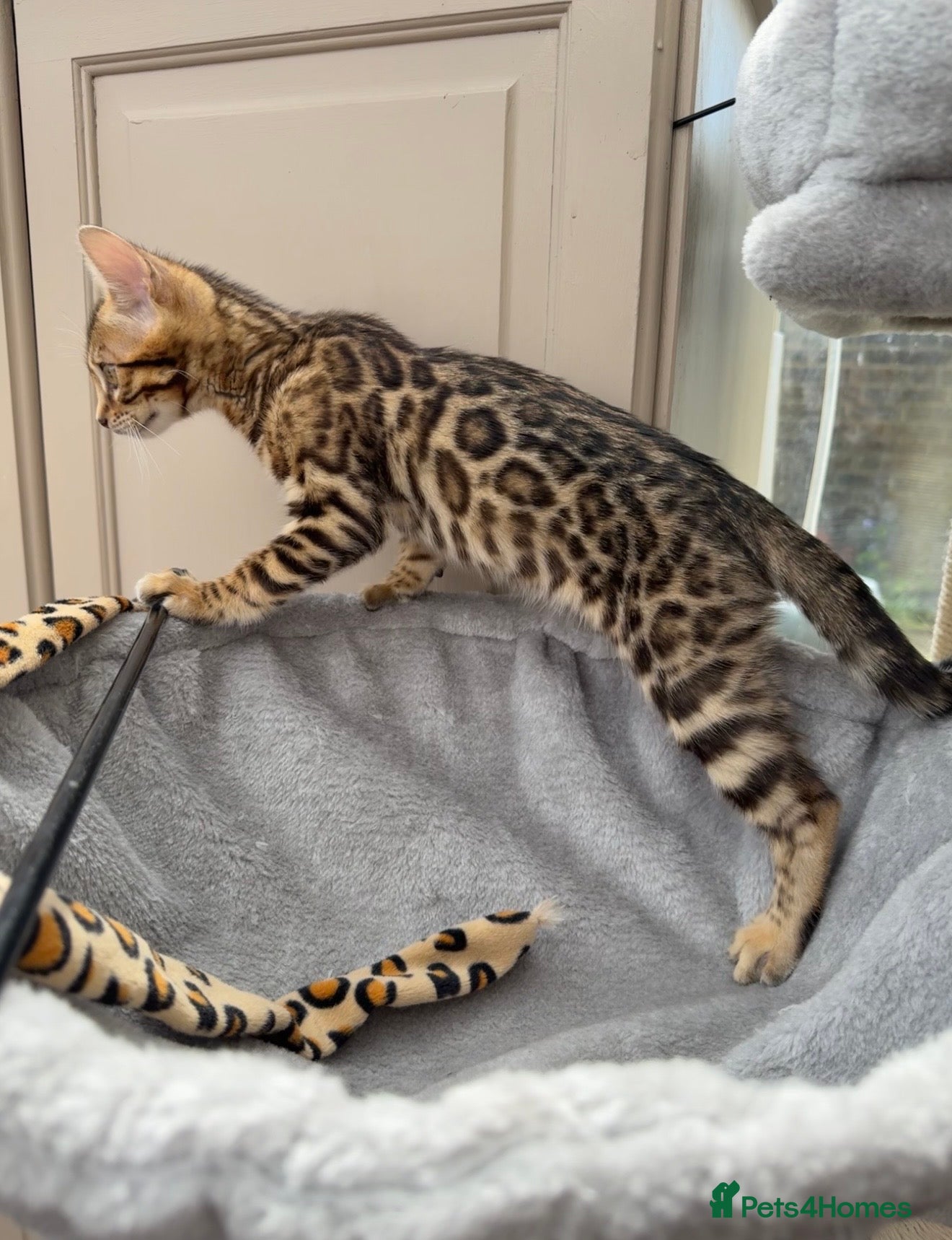 Bengal cats TICA 🐆 Pedigree Bengal Kitten 🩷 Health tested - Advert 9