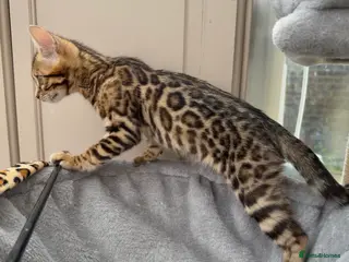 Bengal cats TICA 🐆 Pedigree Bengal Kitten 🩷 Health tested - Advert 9
