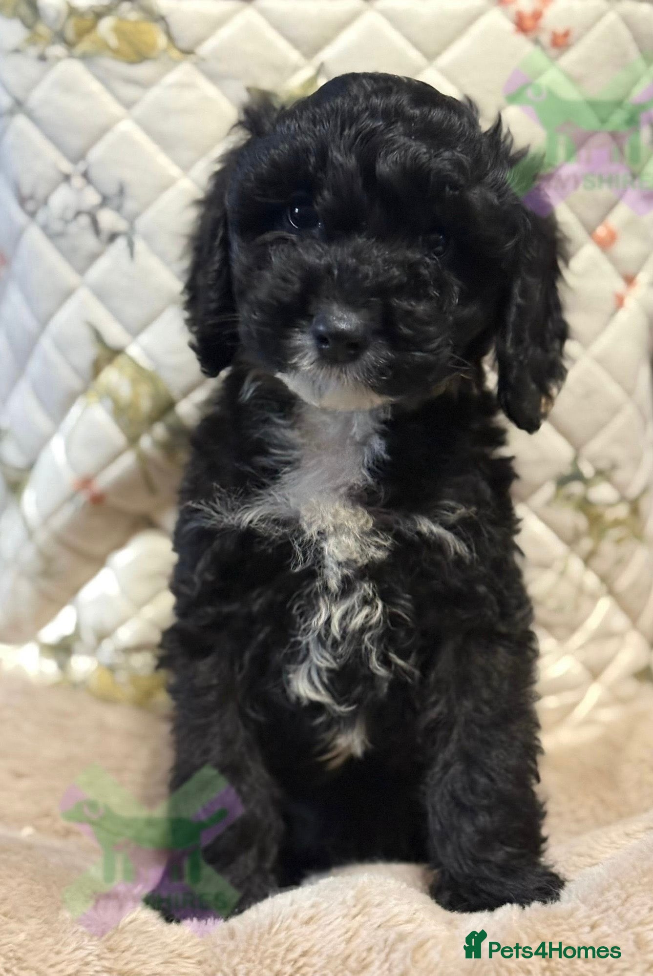 Cockapoo dogs F1 various mini cockapoos 30 dna health tested clr - Advert 6