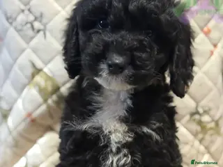 Cockapoo dogs F1 various mini cockapoos 30 dna health tested clr - Advert 6