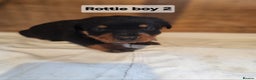 Rottweiler dogs for sale: 3 Beautiful rottweiler pups - Advert 5