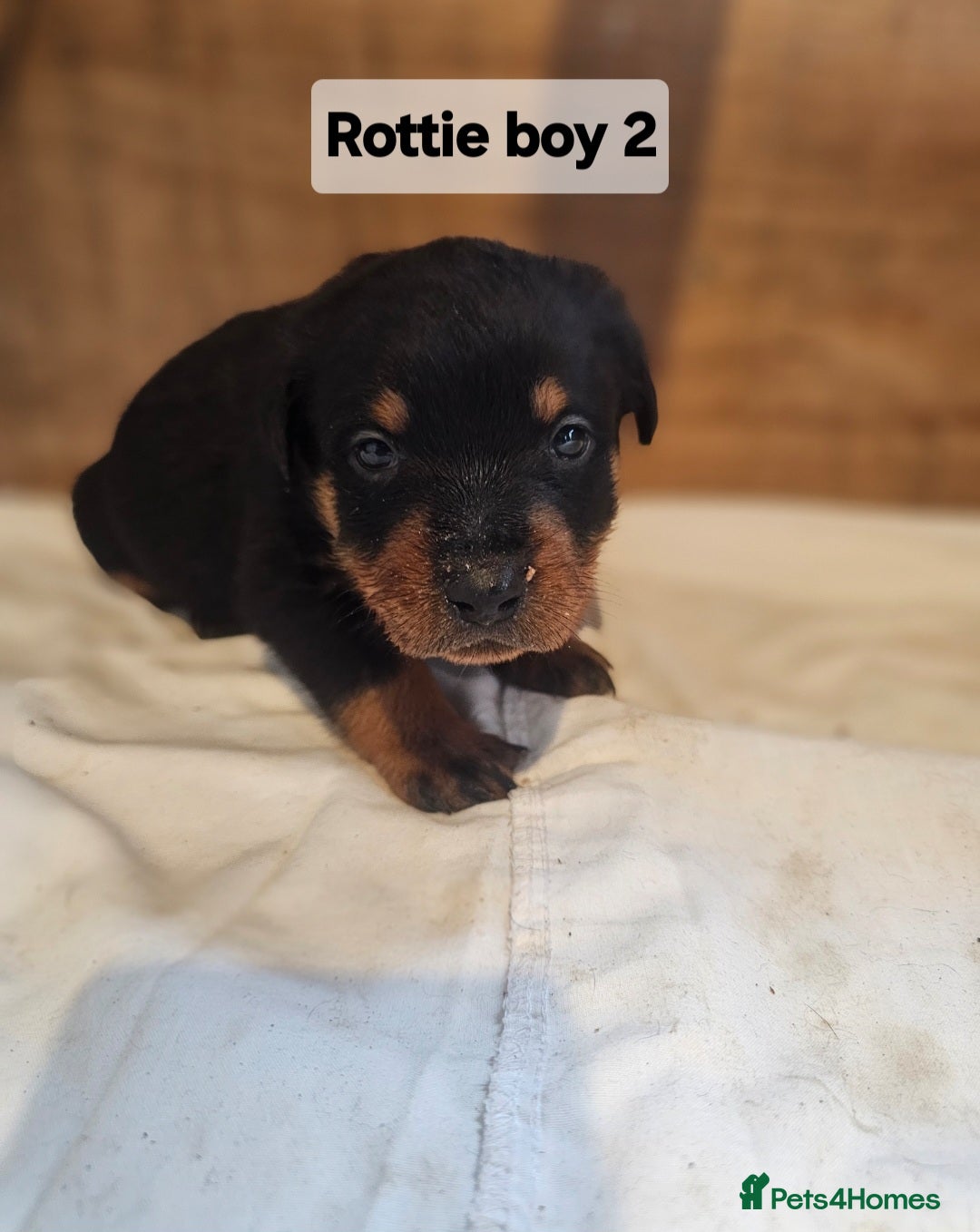 Rottweiler dogs for sale: 3 Beautiful rottweiler pups - Advert 5