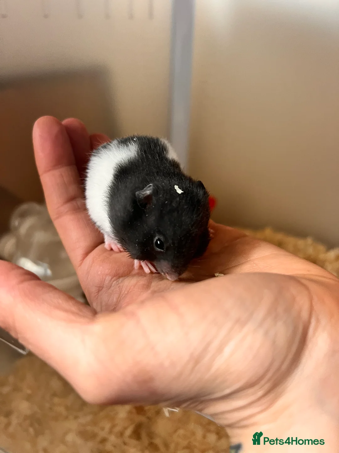 Hamster rodents for sale: Baby syrian hamsters  - Advert 1