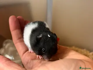 Hamster rodents Baby syrian hamsters - Advert 10